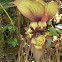 Bat's Lily