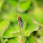 Web/net-spinning caddisfly