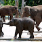 baby elephants