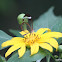 Nero Glasswing