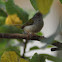 Common Tailorbird