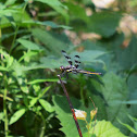 Twelve-spotted Skimmer