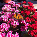 Monarch