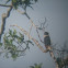 Bat Falcon