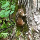 Chipmunk