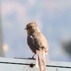 California Towhee