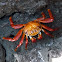 Red Rock Crab