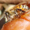 European honey bee
