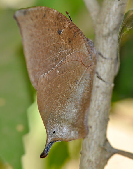 Spotting Image 1