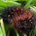 St. Lawrence Tiger Moth Caterpillar