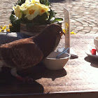 Pidgeon