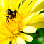 Crab spider, araña cangrejo