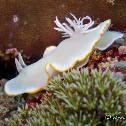 Egret Ardeadoris