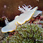 Egret Ardeadoris