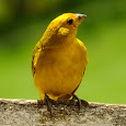 Brazilian Birds - Aves Brasileiras