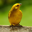 Saffron Finch; Canário da Terra verdadeiro (Brazil)