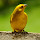 Brazilian Birds - Aves Brasileiras