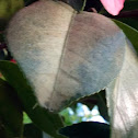 Colored Leaf