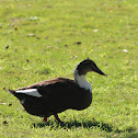 Domestic mallard