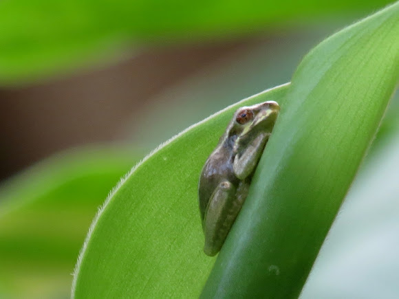 Spotting Image 1