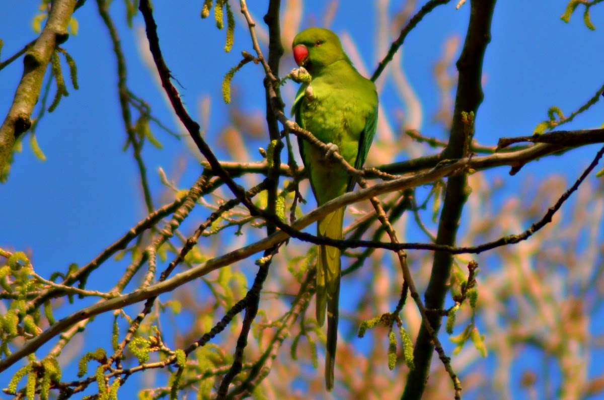 Green Parrot