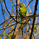 Green Parrot