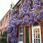 Wisteria