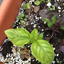 Sweet basil