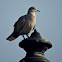 Eurasian Collared Dove