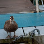 Pacific Black Duck