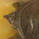 malayan forest softshell