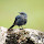 Birds of Perak