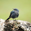 Blue Rock Thrush