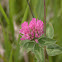 red clover