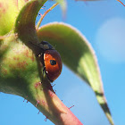 ladybug