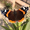 Red Admiral