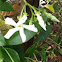 Confederate Jasmine    Star Jasmine