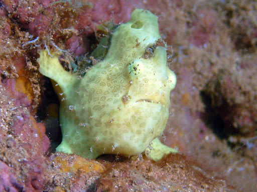 Haleiwa%20Trench%20007.jpg
