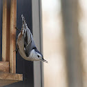 White-breasted Nuthatch