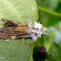 Cordyceps fungus