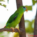 Philippine hanging parrot