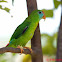 Philippine hanging parrot