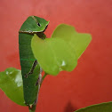 Caterpillar of Common Mormon