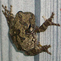 Cope's Grey Treefrog ~ Grey Treefrog