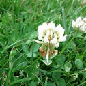 Clover