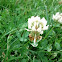 Clover