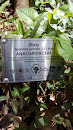 Libas Anacardiaceae Marker