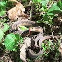 Eastern Garter Snake