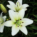 Lily
