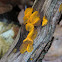 Heterotextus peziziformis